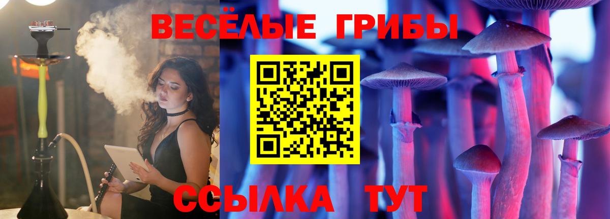 Галлюциногенные грибы Psilocybe Качканар